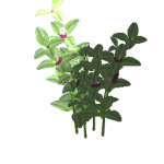 Thyme.png
