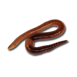 Earthworms.png