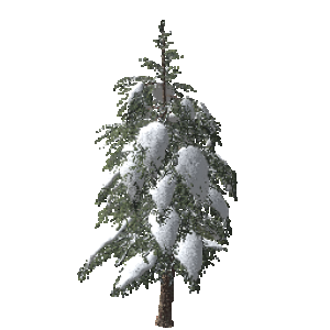 Spruce2.png