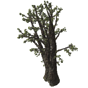 Tree3.png